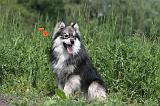 CHIEN FINNOIS DE LAPONIE 181